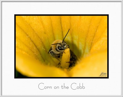 Brochure Corn on the Cobb.jpg