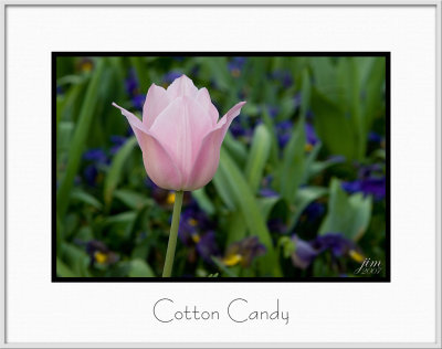 Brochure Cotton Candy.jpg