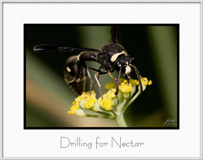Brochure Drilling for Nectar.jpg
