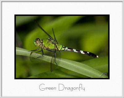 Brochure Green Dragonfly.jpg