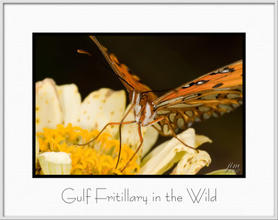Brochure Gulf Fritillary Wild.jpg