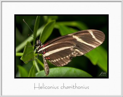 Brochure Heliconius charithonius.jpg