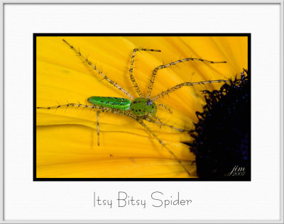 Brochure Itsy Bitsy Spider.jpg