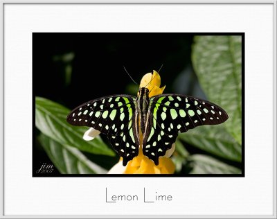 Brochure Lemon Lime.jpg