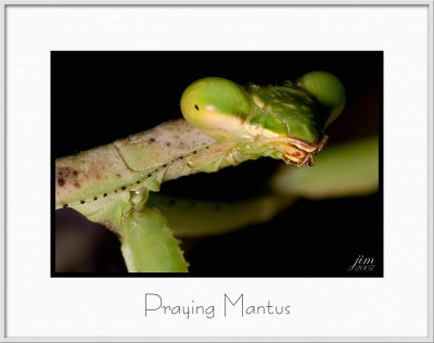 Brochure Praying Mantus.jpg
