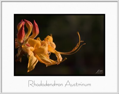 Brochure Rhododendron Austrinum.jpg