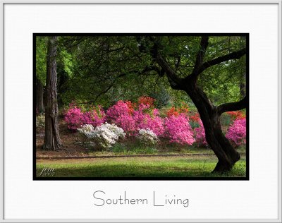 Brochure Southern Living.jpg
