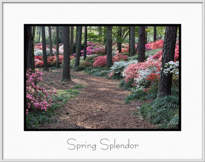 Brochure Spring Splendor.jpg