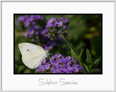 Brochure Sulphur Species.jpg