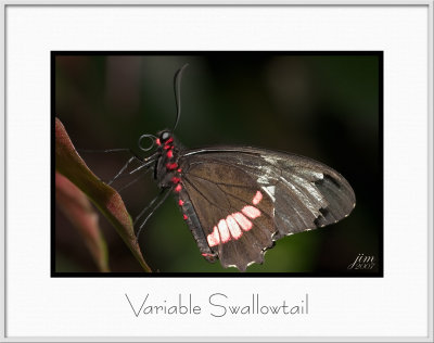 Brochure Variable Swallowtail.jpg