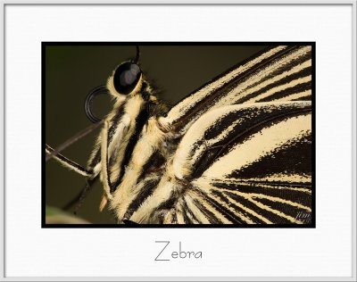 Brochure Zebra.jpg