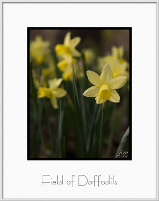 Brochure Field of Daffodils.jpg