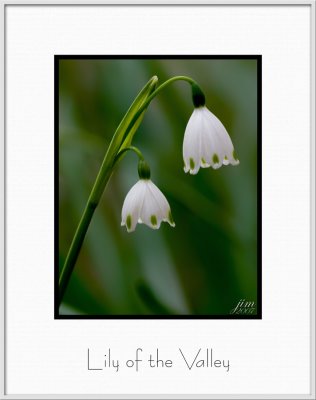 Brochure Lily of the Valley.jpg