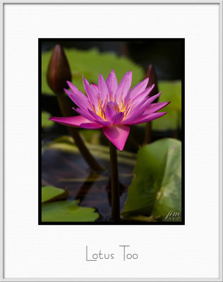 Brochure Lotus Too.jpg