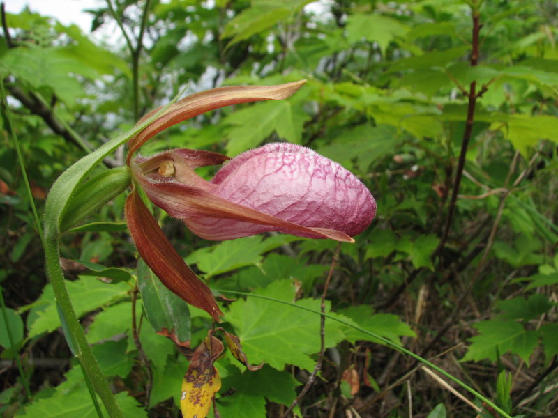 Pink Ladys-slipper