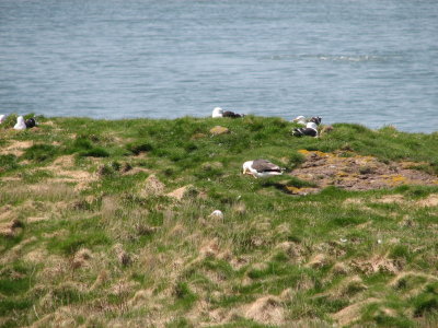 Nesting Gulls
