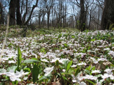 Forest Flowers