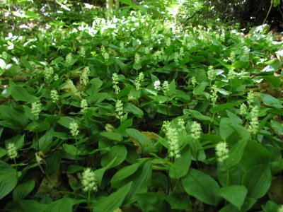 Wild-Lily-of-the-Valley grow in profusion in the woods around our house