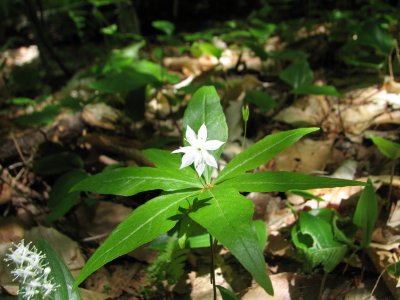 Starflower growing in the woods