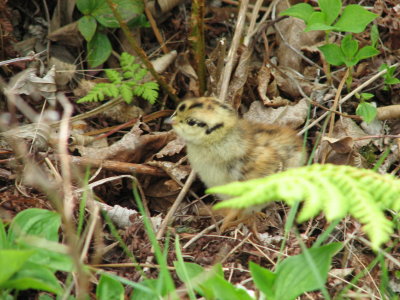 Spruce Grouse - chick