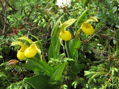 Yellow Lady's Slipper