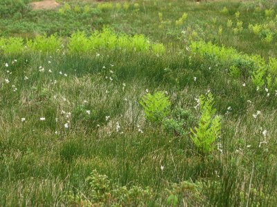 Arctic Cotton and Ferns