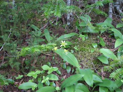 Clintonia in flower