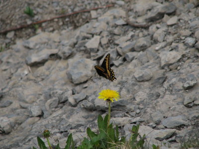 Short-tailed Swallowtail