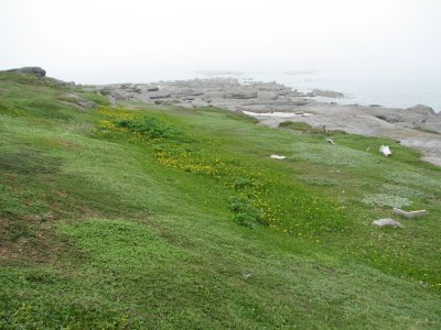 Shoreline at Port aux Choix