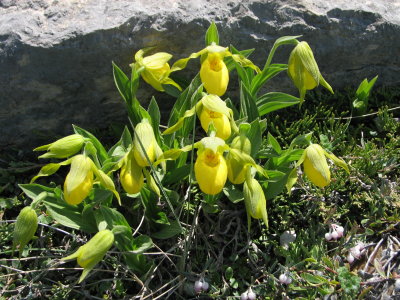 Yellow Lady's-slippers