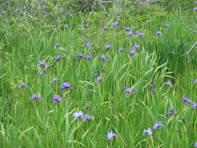 Blue Flag Iris