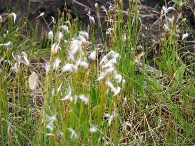 Cotton Grass