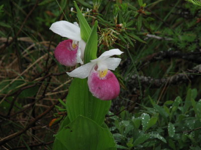 Showy Lady's-Slippers