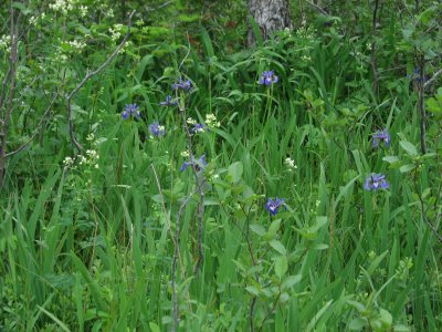 Iris and Meadow Rue