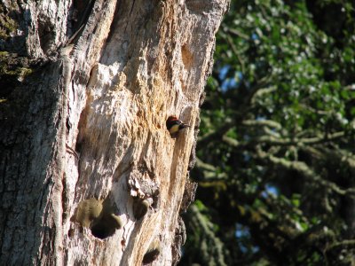 Acorn Woodpecker chick in nest hole