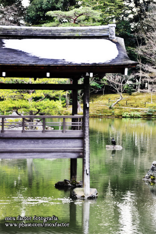Kyoto 京都 - Kinkakuji 金閣寺 - Cormorant