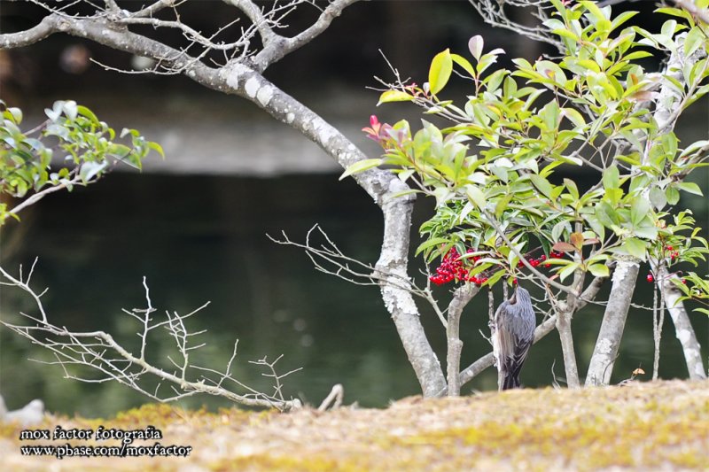 Kyoto 京都 - Kinkakuji 金閣寺