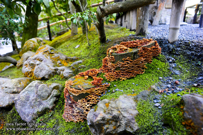 Kyoto 京都 - Kinkakuji 金閣寺