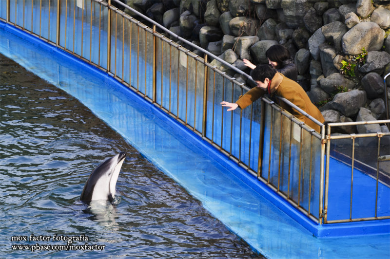Mikuni 三国 - 越前松島水族館