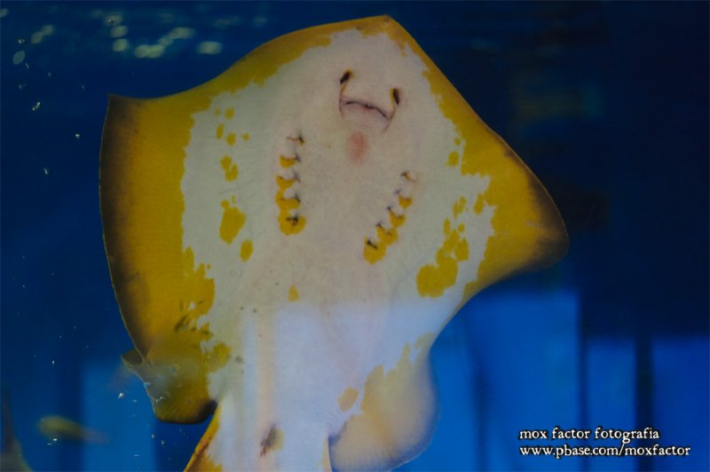 Mikuni 三国 - 越前松島水族館