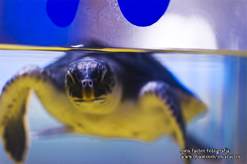 Mikuni 三国 - 越前松島水族館