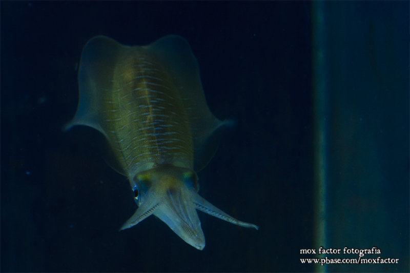 Mikuni 三国 - 越前松島水族館
