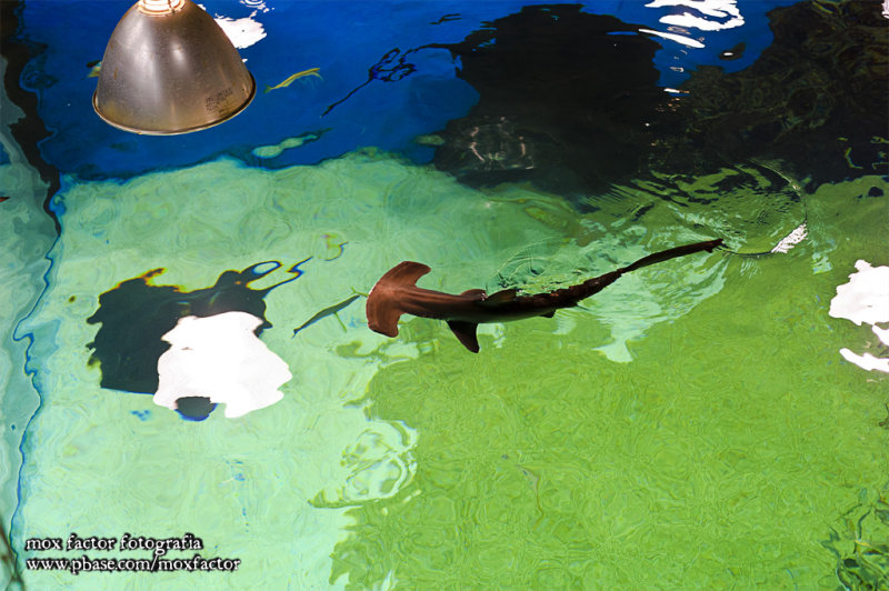 Mikuni 三国 - 越前松島水族館
