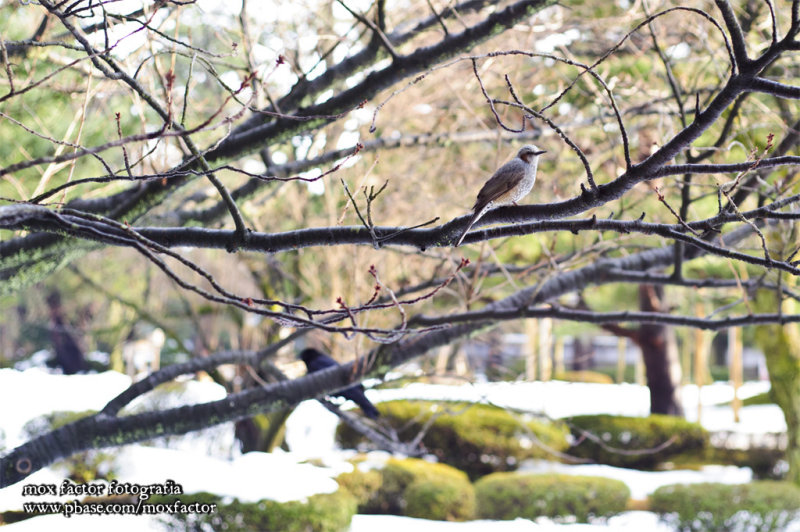 Kanazawa 金沢 - 兼六園
