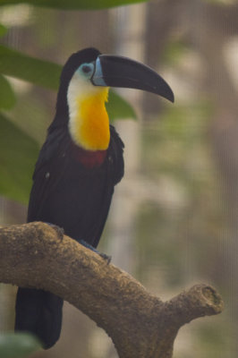 Woodpeckers and Toucans