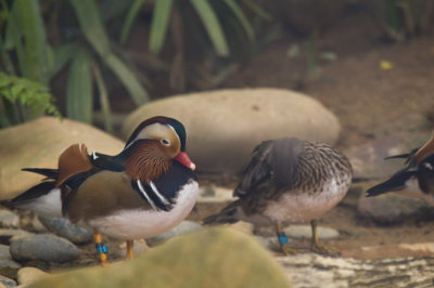 Hong Kong 香港 - 香港動植物公園 - 鴛鴦 Mandarin Duck (Aix galericulata)