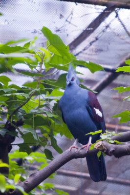 Hong Kong 香港 - 香港動植物公園 - 藍鳳冠鳩 Western Crowned Pigeon (Goura cristata)