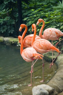 Hong Kong 香港 - 香港動植物公園 - 紅鸛 Greater Flamingo (Phoenicopterus ruber)