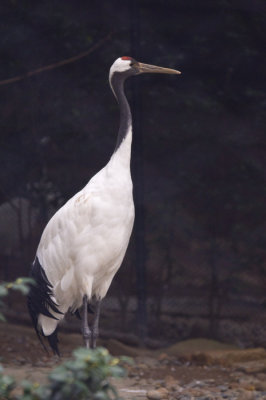 Hong Kong 香港 - 香港動植物公園 - 丹頂鶴 Red-crowned Crane (Grus japonensis)