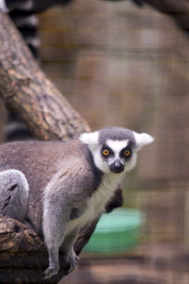 Hong Kong 香港 - 香港動植物公園 - 節尾狐猴 Ring Tailed Lemur